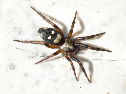 Callilepis sp.